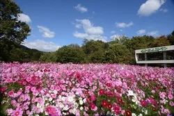 森のレストラン横の広場に咲くコスモス