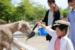 スコップを使ってエサをあげたり、柵越しにさわることができます