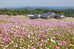お天気が良い日には、コスモスのほか、散居村や日本海まで見渡せることもあります（写真提供：（公社）とやま観光推進機構）