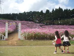 家族で秋の絶景を楽しむのにぴったりのスポットです