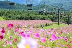 パノラマリフトから、コスモス畑を上空から眺められます