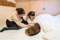 こたつのそばでくつろぐ、和心村の猫
