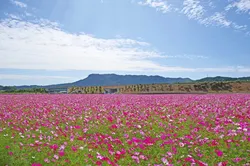 八面山の麓に広がる田んぼ一面がコスモスで彩られます（画像提供：takashi355 / PIXTA）