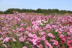 「花の丘」一面に約100万本のコスモスが咲き誇ります