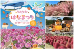 「九州の「大規模コスモス畑」8選！最後の三光コスモス祭りなど2026年イベント情報も」の写真