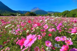 平成新山を背景に、色とりどりのコスモスが広がります（画像提供：kazukiatuko / PIXTA）