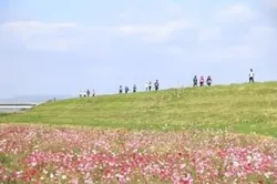 「七城コスモスウォーク」過去開催時の様子