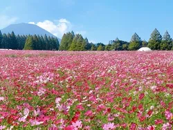 高原一面に約100万本のコスモスが咲き広がります（画像提供：宮崎県観光協会）