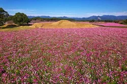 古墳群の周りに、約300万本のコスモスが咲き誇ります（画像提供：宮崎県観光協会）