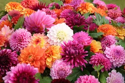 大輪の花を咲かせるダリアから可憐な小輪までさまざま（画像提供：秋田市）