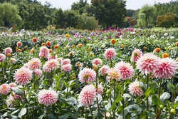 ダリアは川西町の“まちの花”にも制定されています。川西産ダリアも多数ありますよ
