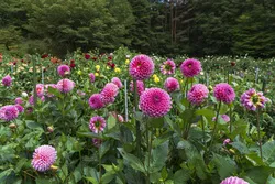 朝晩の寒暖差が大きくなる夏の終わりからは、花の色が鮮やかになり見事です