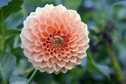 併設の「ダリア園のお花屋さん」では、四季折々のガーデニング用の苗を販売