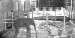 「暗視スコープで夜の動物に接近　立入禁止エリア潜入ツアーが豊橋のんほいパークで開催」の写真