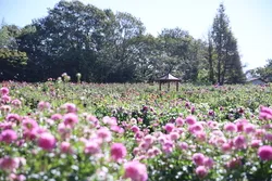 園内には、多種多様なダリアが咲き競います