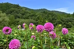 山々を背景に咲く色鮮やかなダリアは見応えがあります