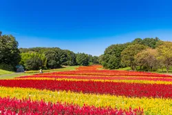 「国営武蔵丘陵森林公園」の羽毛ケイトウ、過去の満開時の様子