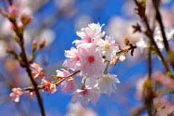 「桜山公園」の冬桜（画像提供：jyugem / PIXTA）