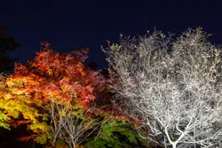 のどかな里山の風景に“冬桜”と紅葉が彩りを添えます（画像提供：tenjou / PIXTA）