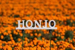 「【2026関東】秋の絶景フラワースポット15選！コスモス・十月桜・バラの名所＆イベント」の写真