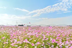 「吹上コスモス畑」過去の満開時の様子（画像：たけぽん / PIXTA）