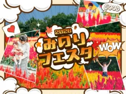 「【2026関東】秋の絶景フラワースポット15選！コスモス・十月桜・バラの名所＆イベント」の写真