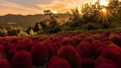 【紅葉・見ごろ】伊賀野の花畑　ホウキ草（みなかみ町観光協会）