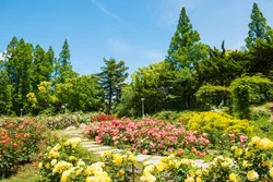 満開時のバラ園（画像提供：f_nozoyasu / PIXTA）