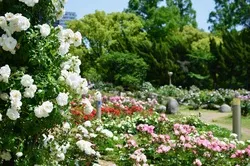 満開時のバラ園（画像提供：ゆるネコ / PIXTA）