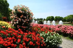 春の満開時のバラと噴水（画像提供：そら / PIXTA）