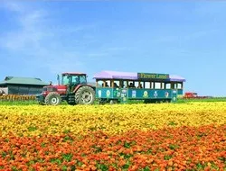 丘を黄色や濃いオレンジに染め上げる「マリーゴールド」も各所で見られます
