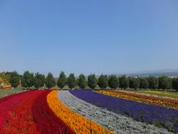 緩やかなカーブを描く花畑は、どこまでも続いているよう