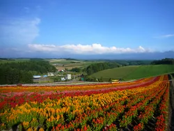 ケイトウや、ペチュニアなどが夏から秋にかけて彩ります（画像提供：北海道上川総合振興局・北海道の風景〜VIEW OF KAMIKAWA〜）