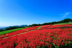 空の青と赤いサルビアの対比が見事！（画像提供：アクセル / PIXTA）