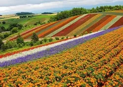 傾斜に広がる花畑を背景に写真撮影をしてみては？（画像提供：北海道上川総合振興局・北海道の風景〜VIEW OF KAMIKAWA〜）