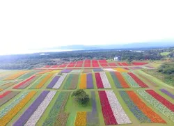 規則正しく整備された花畑は、まさに圧巻！