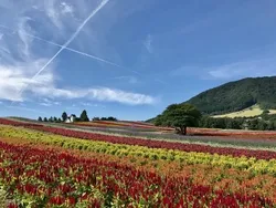 「ふるるの丘」では、秋の花々が見頃を迎えます