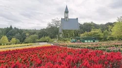 ケイトウとダリアが咲く「教会の花畑」