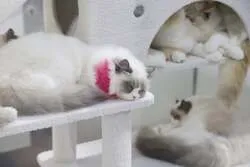 「愛犬・愛猫と一緒に入場OK！名古屋のドームで3年ぶりの「わんにゃんドーム2027」」の写真