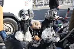 「愛犬・愛猫と一緒に入場OK！名古屋のドームで3年ぶりの「わんにゃんドーム2027」」の写真