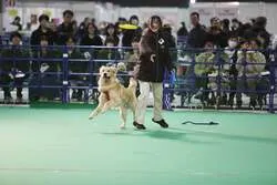 「愛犬・愛猫と一緒に入場OK！名古屋のドームで3年ぶりの「わんにゃんドーム2027」」の写真