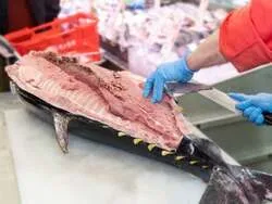 「「まぐろの日」は本まぐろ解体ショー！角上魚類の全23店舗で大トロも特別価格に」の写真