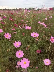 例年9月下旬〜10月中旬にはコスモスが見頃を迎えます