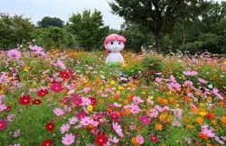 「【2026】東海の「絶景コスモス畑」人気＆穴場8選！入園無料や1日遊べるスポット多数」の写真