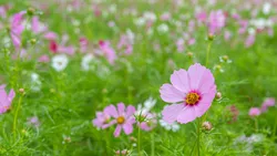 コスモスのほか、コキアやマリーゴールドなど多彩な秋の植物を観賞できます（naomon / PIXTA）