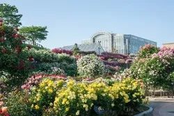 「秋のバラフェア2026」では、バラの苗木も販売されます