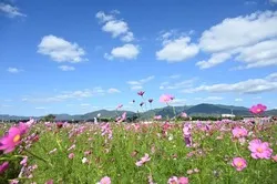 約800万本のコスモスが咲く夢コスモス園
