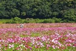 道の駅に隣接する広大な花畑に、コスモスが一面に咲き広がります（写真提供：岡山県観光連盟）