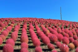 一面を彩る、鮮やかな赤の丘