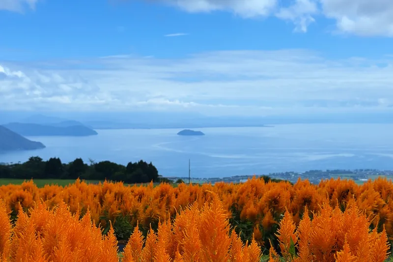 秋色に染まる花々と、遠くまで広がるびわ湖